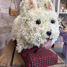 West Highland White Terrier