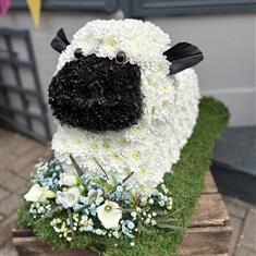 Sheep
